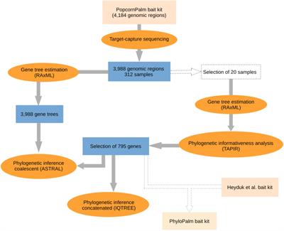 Targeted Capture of Hundreds of Nuclear Genes Unravels Phylogenetic Relationships of the Diverse Neotropical Palm Tribe Geonomateae